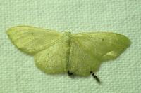 Idaea straminata