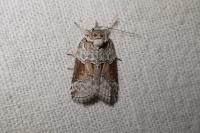 Nycteola siculana