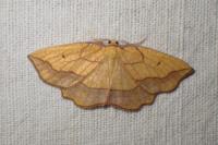 Epione repandaria