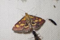 Pyrausta purpuralis