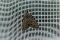 Meganola strigula