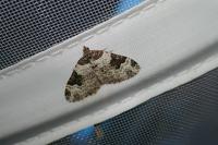 Xanthorhoe fluctuata