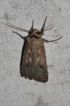 Agrotis exclamationis exclamationis