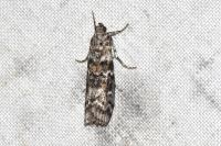 Dioryctria abietella
