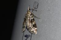 Eudonia delunella
