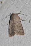 Hoplodrina respersa