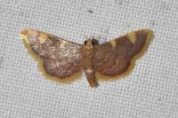 Hypsopygia costalis