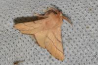 Malacosoma neustria