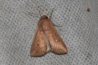 Mythimna albipuncta