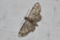 Pasiphila rectangulata