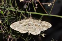 Peribatodes rhomboidaria rhomboidaria