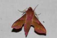 Deilephila porcellus