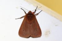 Phragmatobia fuliginosa