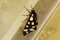 Arctia villica