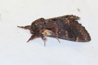 Notodonta dromedarius