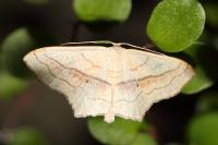 Scopula imitaria