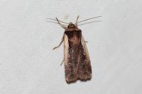 Ochropleura plecta