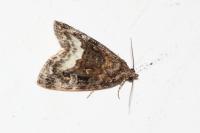 Deltote pygarga