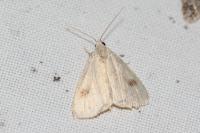 Rivula sericealis