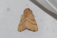 Malacosoma neustria