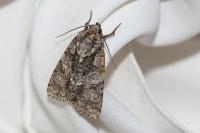 Acronicta rumicis