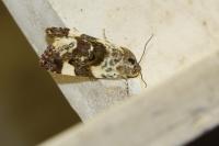Acontia lucida