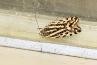 Emmelia trabealis