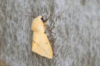 Spilarctia lutea