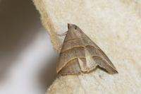 Colobochyla salicalis