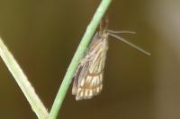 Chrysocrambus linetella
