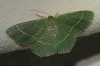 Chlorissa cloraria