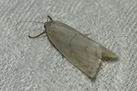 Calamotropha aureliellus