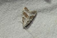 Nola squalida