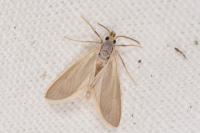 Acentria ephemerella