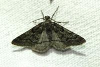 Tephronia sepiaria