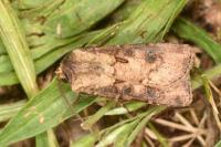 Agrotis segetum