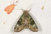 Anaplectoides prasinus