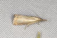 Chrysoteuchia culmella