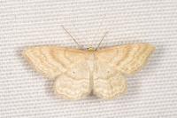 Idaea macilentaria