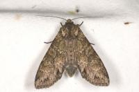 Polia nebulosa