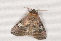 Tethea ocularis