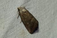 Phyllophila obliterata