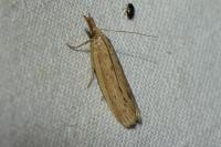 Ematheudes punctella