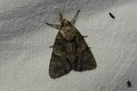 Polyphaenis sericata