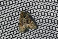 Oligia