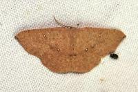 Cyclophora puppillaria