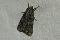 Acronicta rumicis
