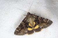 Catocala nymphagoga