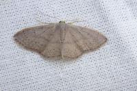 Idaea eugeniata