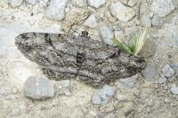 Peribatodes rhomboidaria rhomboidaria